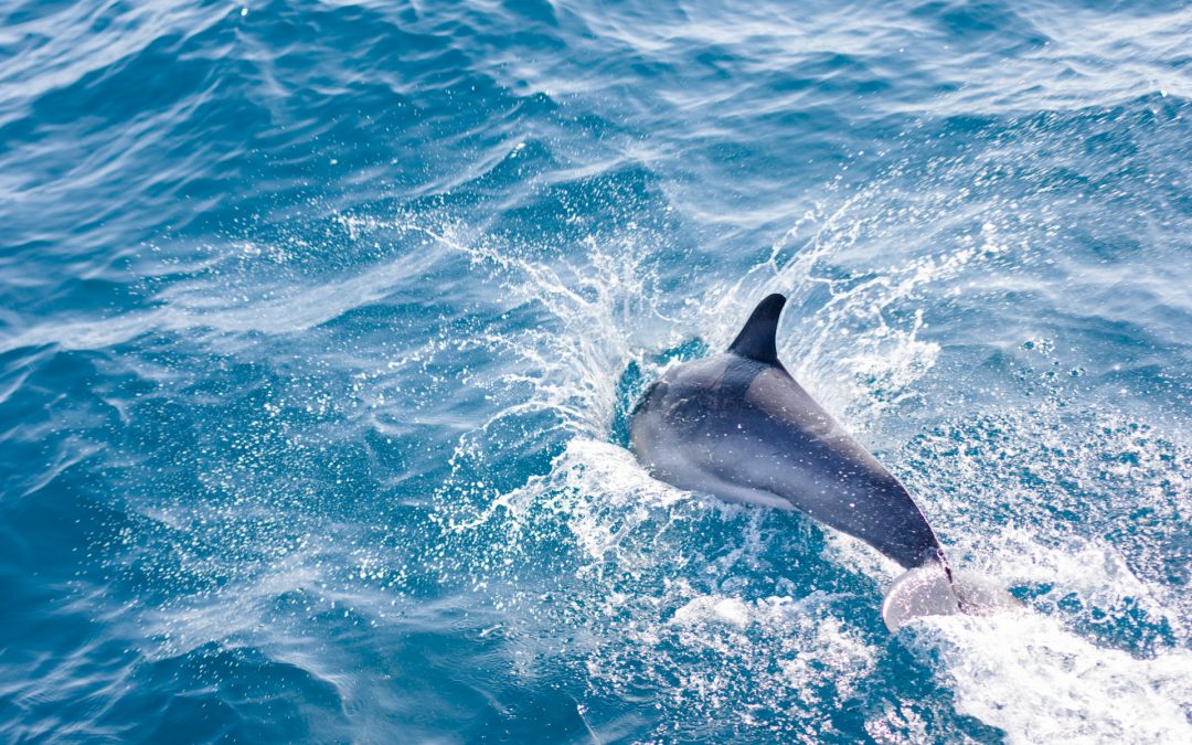 Dolphin caught jumping into the ocean