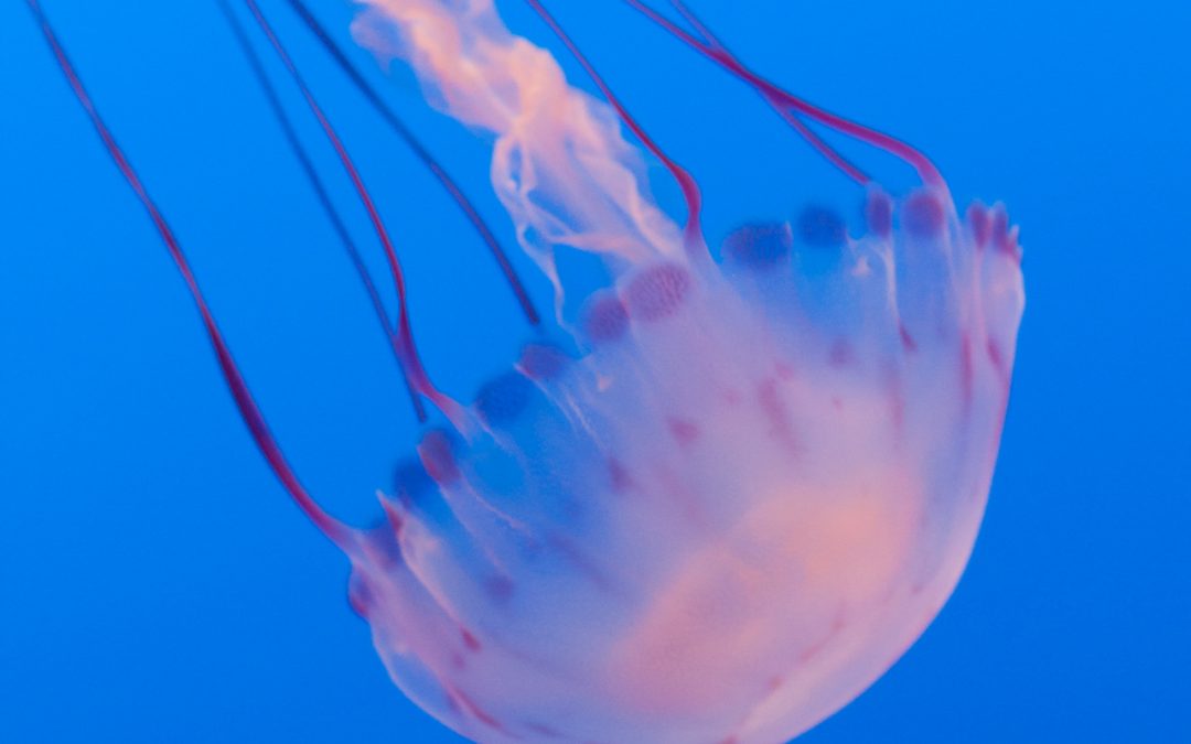 Pink jellyfish close up