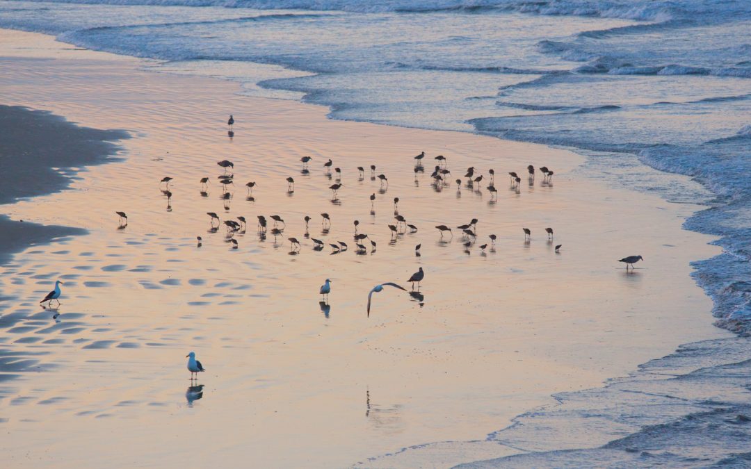 Birds on the beach at sunrise