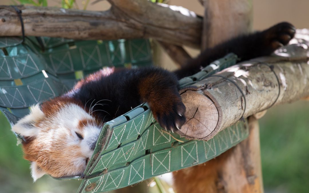 Red panda napping at San Diego zoo.