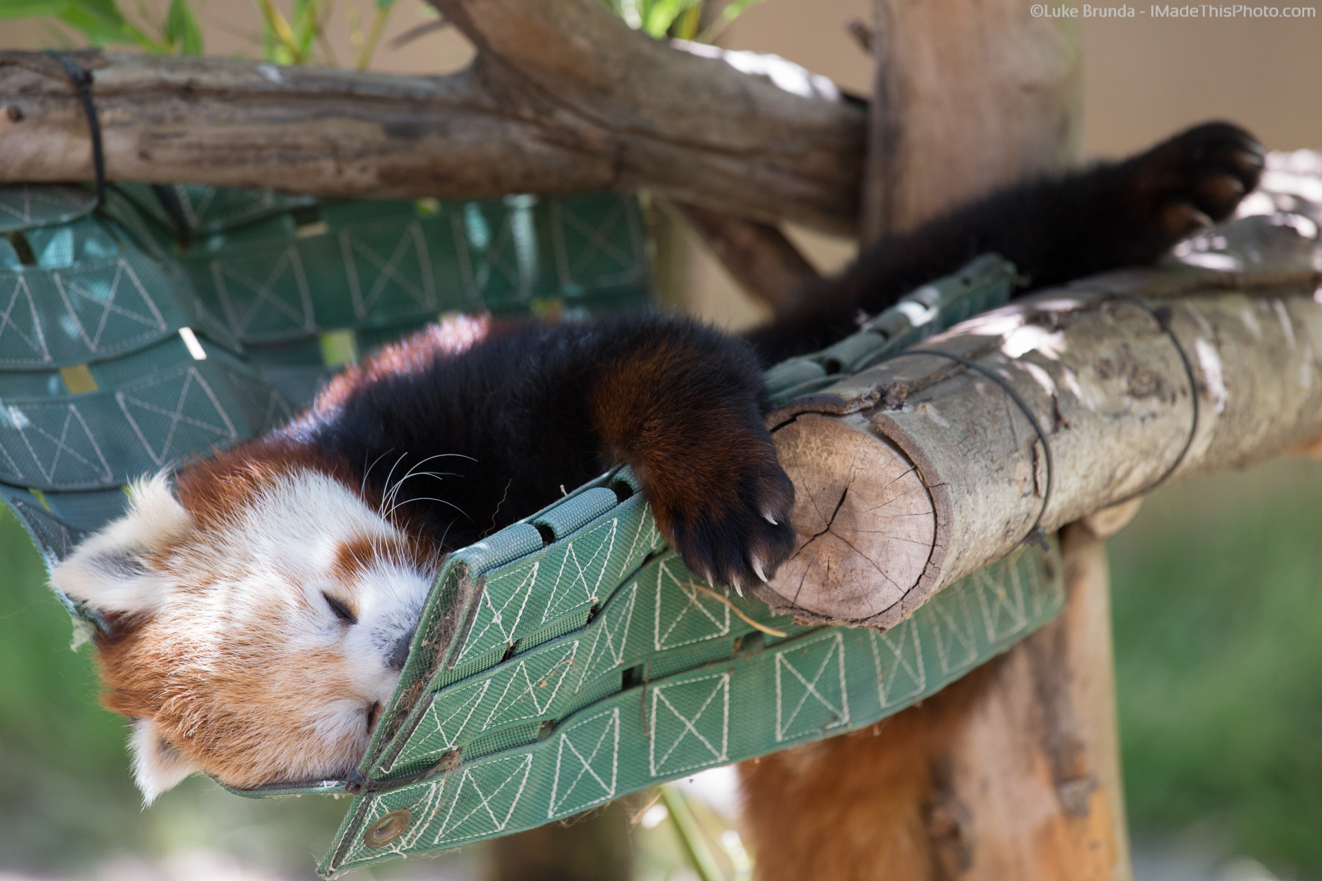 Red panda napping